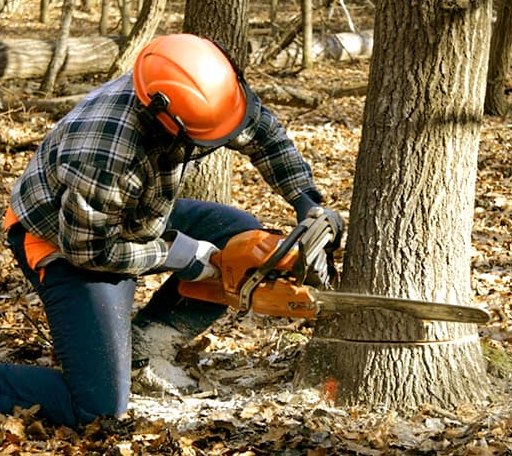 Tree Removal in Jordan, MN